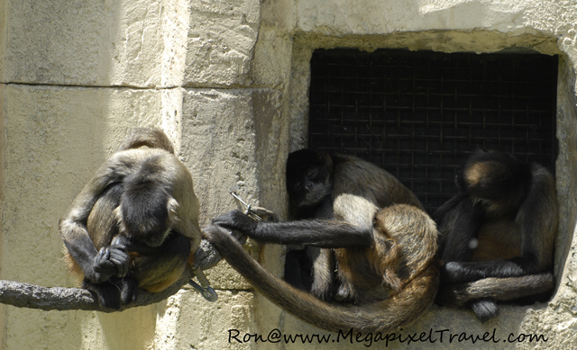 _DBP7784-Monkees