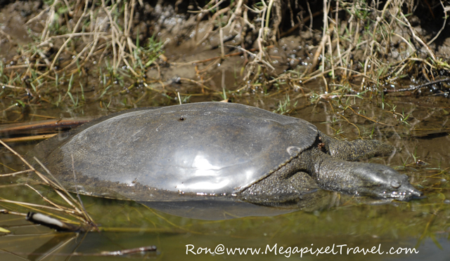 _DBP7787-turtle