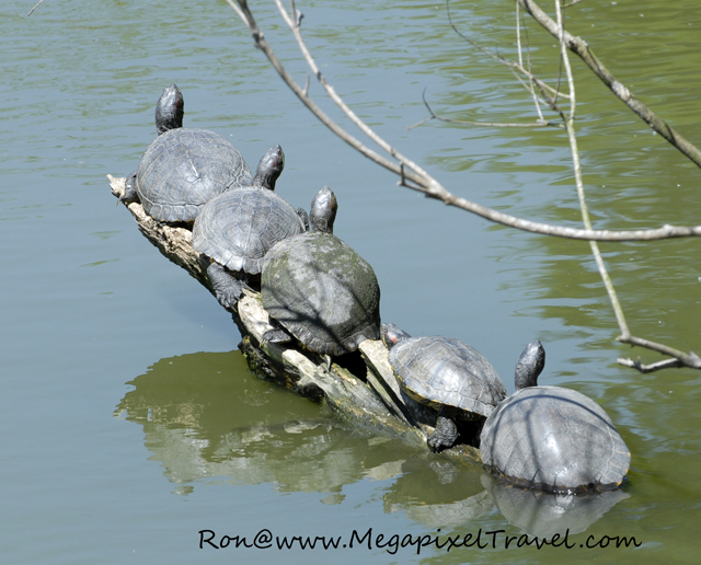 _DBP7793-turtles-on-log
