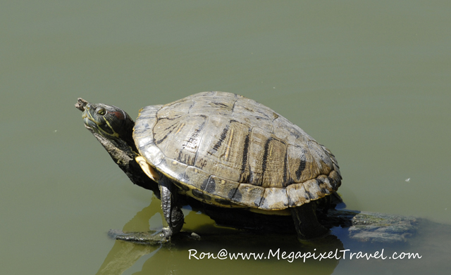 _DBP7797-Turtle