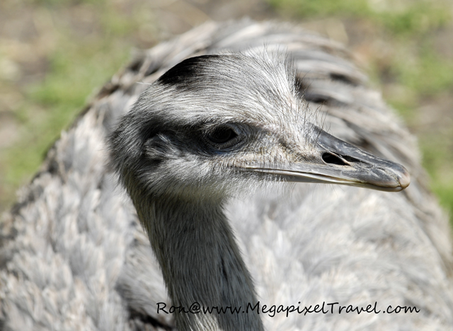 _DBP7799-emu