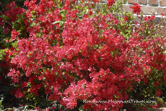 _DBP7812-Azalea