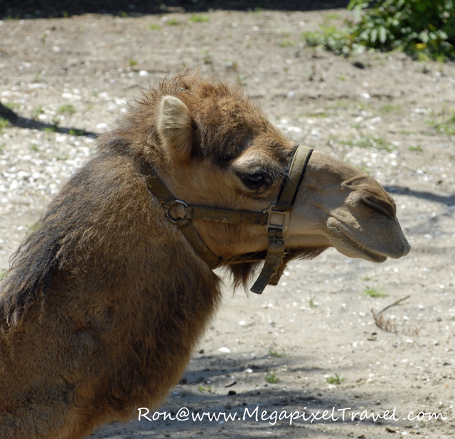 _DBP7819-Camel
