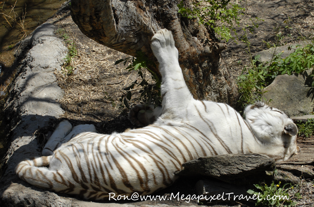 _DBP7820-White-Tiger