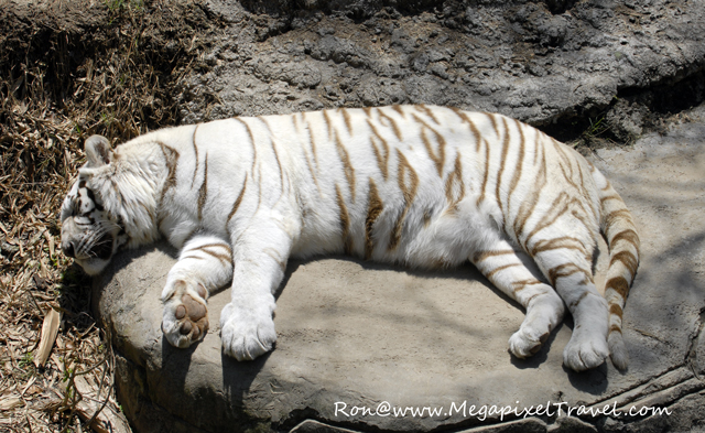 _DBP7821-White-Tiger