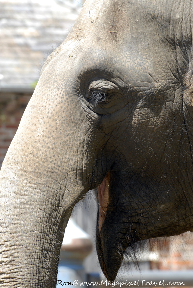 _DBP7826-Elephant