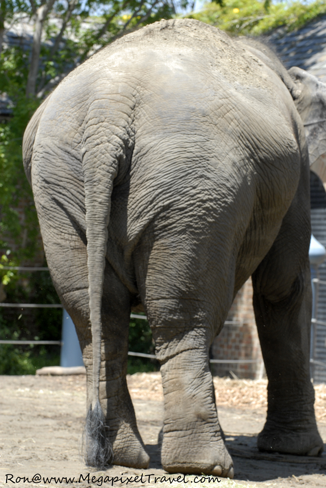 _DBP7828-Elephant