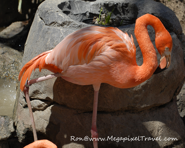 _DBP7830-Flamingo