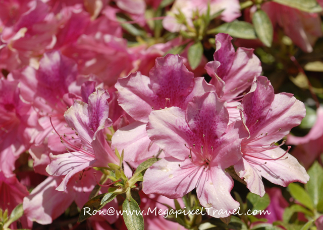 _DBP7833-Azalea