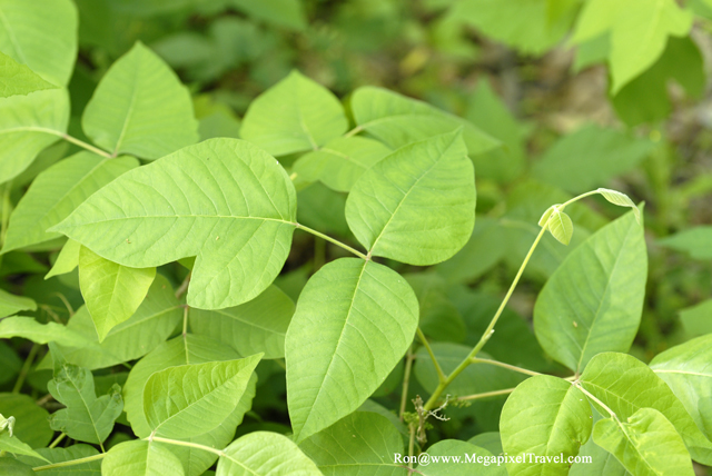 _DBP8620-Poison-Ivy