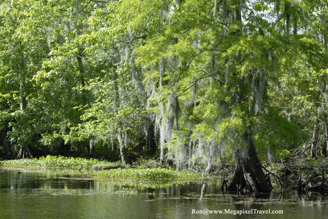 _DBP8622-Barataria-Preserve