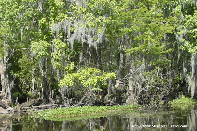 _DBP8623-Barataria-Preserve