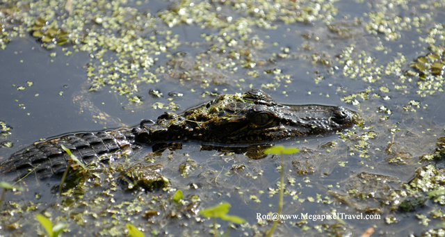 _DBP8627-Barataria-Preserve