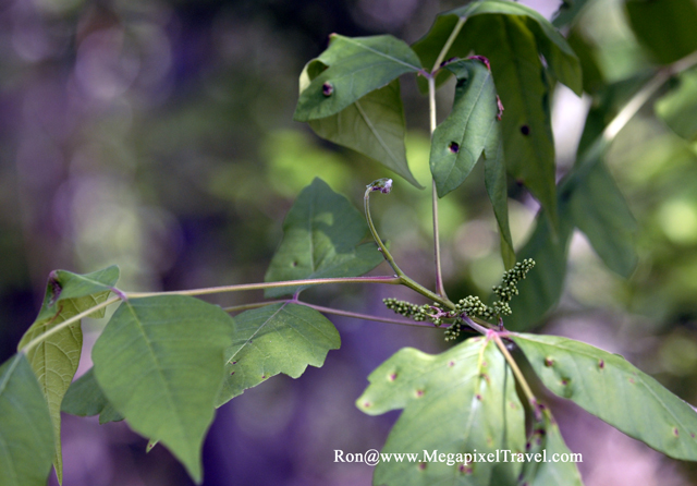 _DBP8630-Poison-Ivy