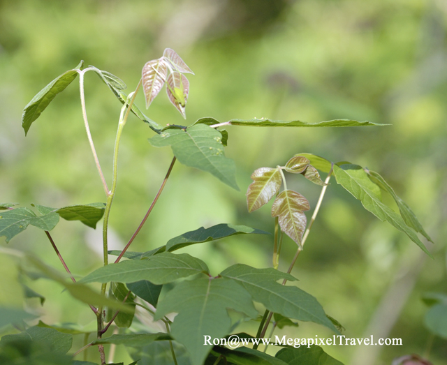 _DBP8632-Poison-Ivy