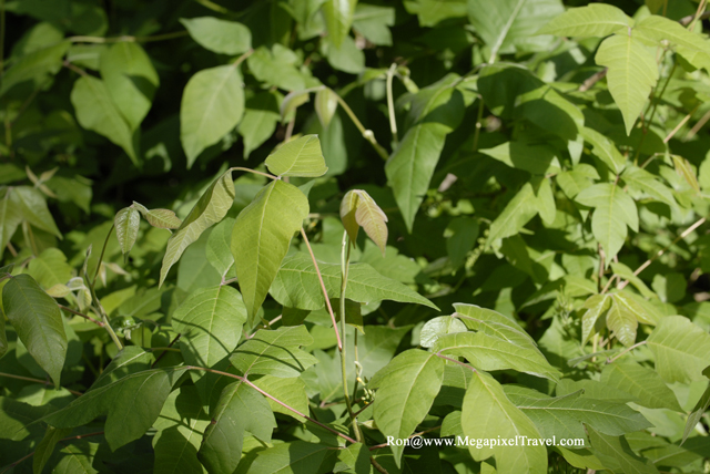 _DBP8633-Barataria-Preserve