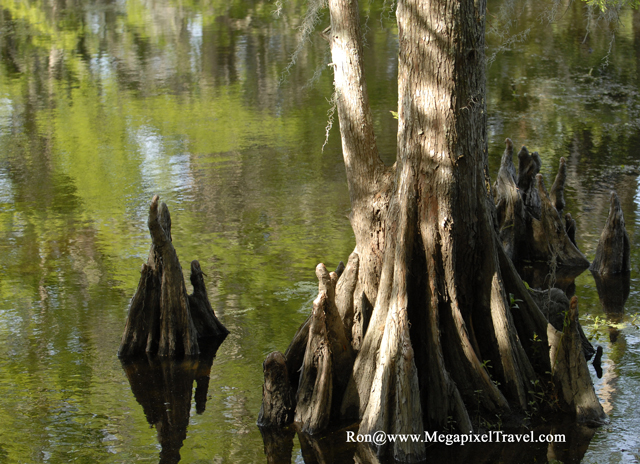 _DBP8640-Barataria-Preserve