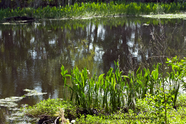 _DBP8645-Barataria-Preserve