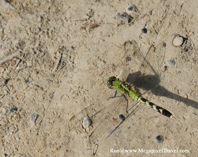 _DBP8650-Dragonfly