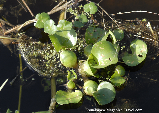 _DBP8652-Water-Hyacinth
