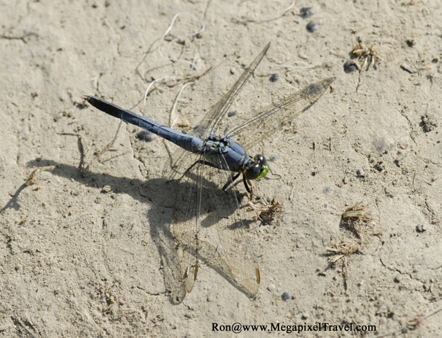 _DBP8653-Barataria-Preserve