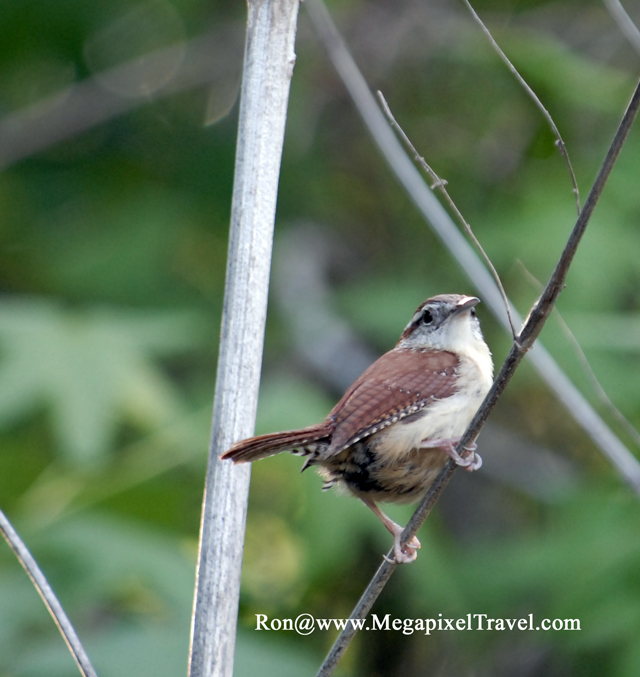 _DBP8668-Barataria-Preserve
