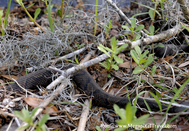 _DBP8690-Cottonmouth