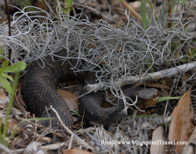 _DBP8692-Cottonmouth