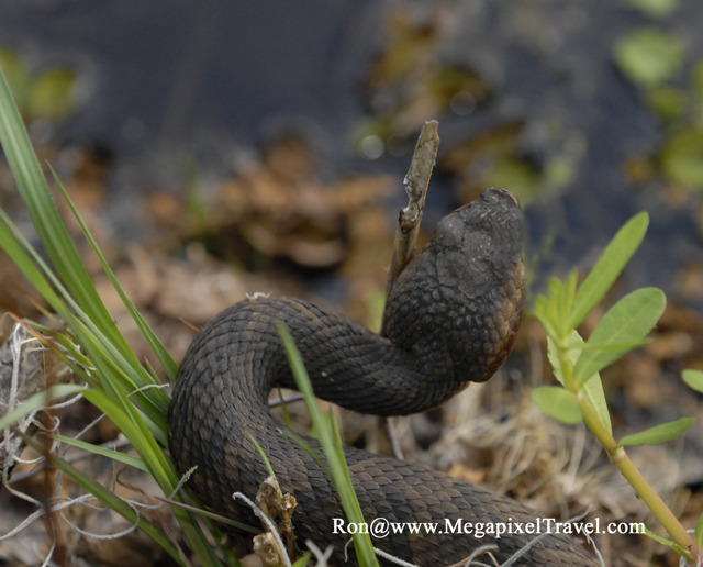 _DBP8693-Cottonmouth