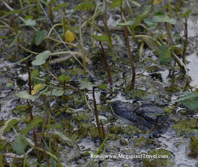 _DBP8695-Alligator