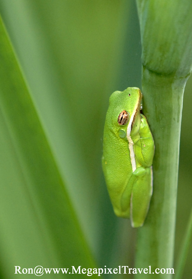 _DBP8696-Green-frog