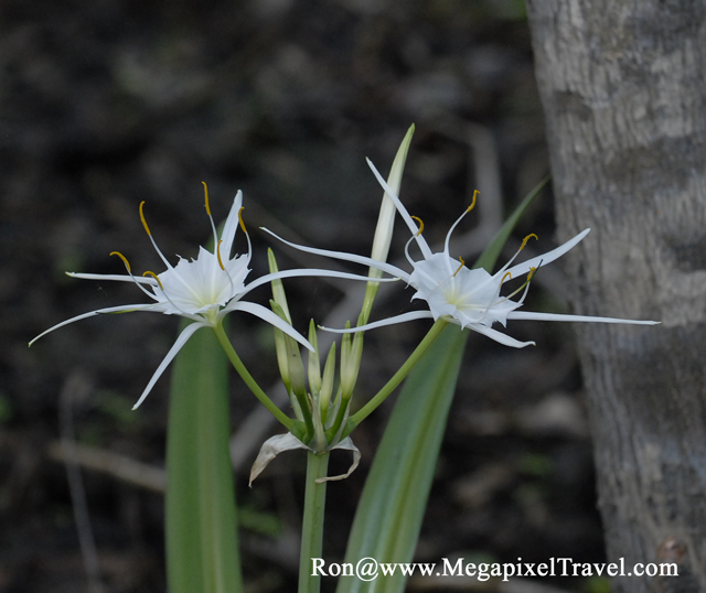 _DBP8703-Barataria-Preserve