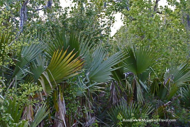 _DBP8706-Barataria-Preserve
