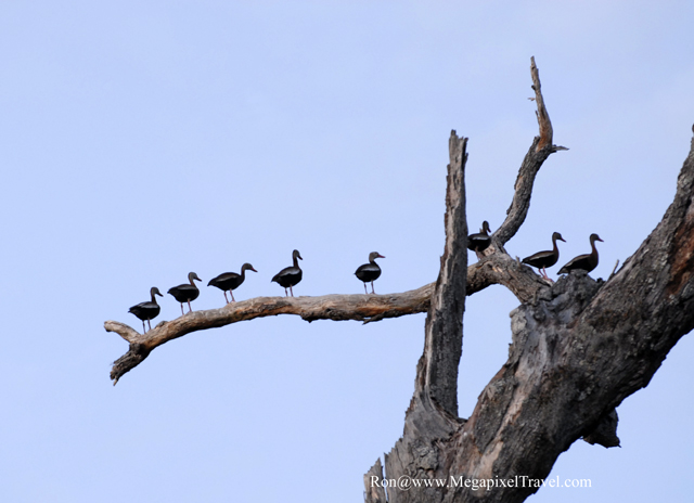 _DBP8710-Whistling-Ducks