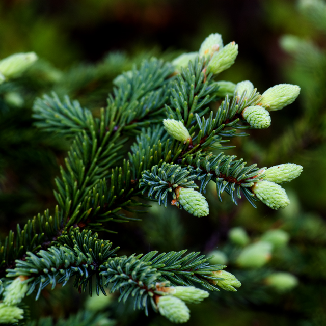 _LAN7723-evergreen-blog
