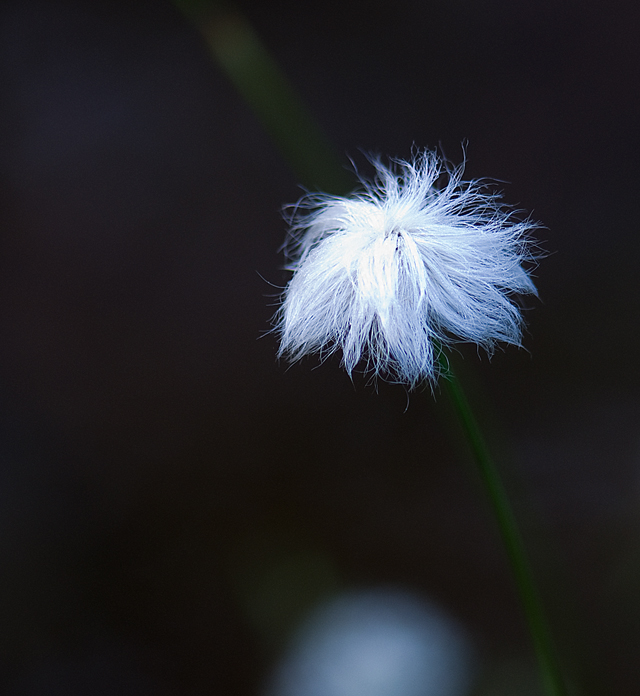 _LAN7726-cotton-blog