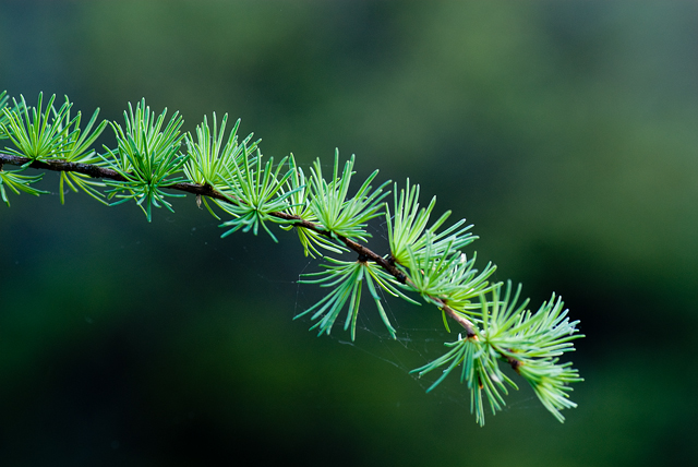 _LAN7730-tamarak-blog