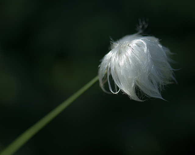 _LAN7763-cotton-blog