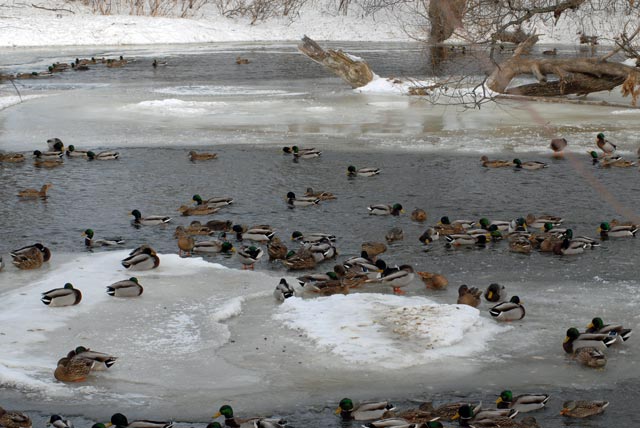 DSC_0002-Mallard-blog