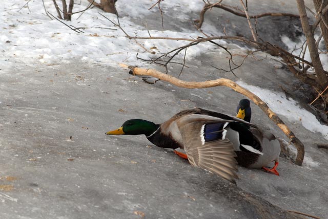 DSC_0008-Mallard-blog