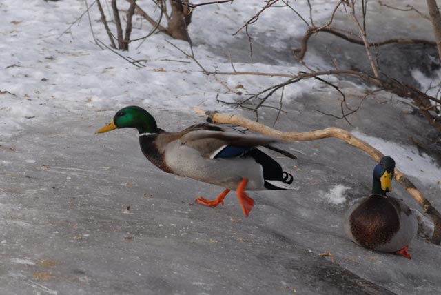 DSC_0009-Mallard-blog