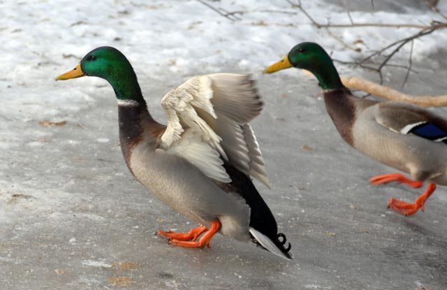 DSC_0010-Mallard-blog