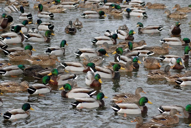 DSC_0013-Mallard-blog
