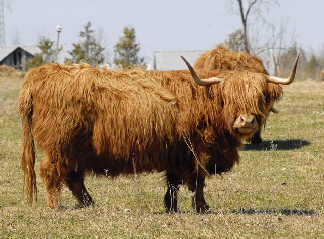 _LAN4879-Highland-Cattle-bl