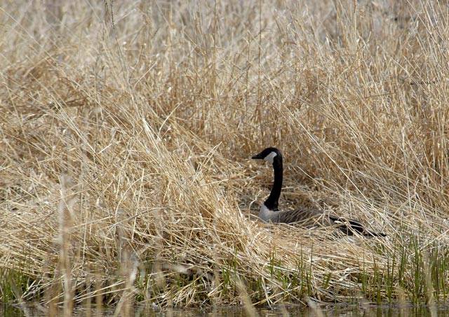 _LAN4893-Goose-blog