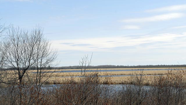 _LAN4901-marsh-blog