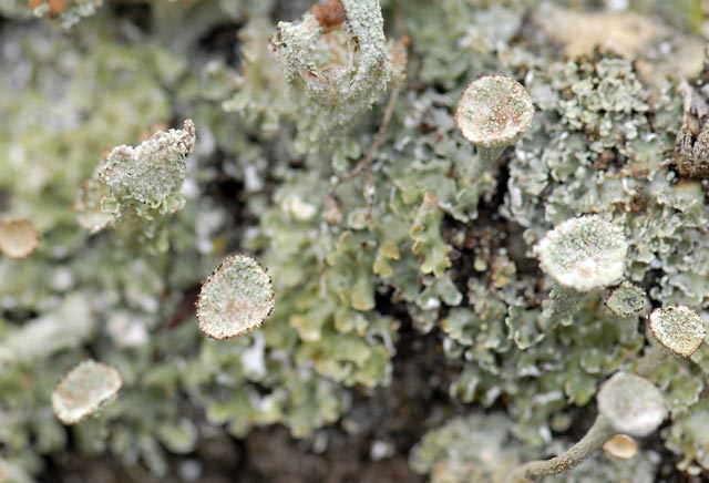 _LAN4906-lichens-blog