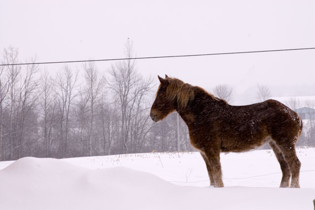 _LND6717-Horse-blog