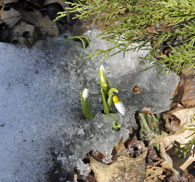 _EMG4606-Snow-Drops