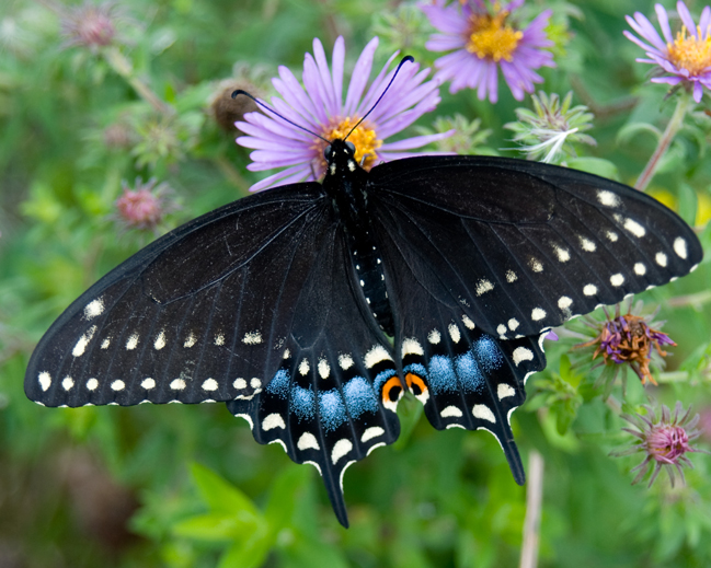 Butterfly Site at Adirondack Park Interpretive Center Monarch